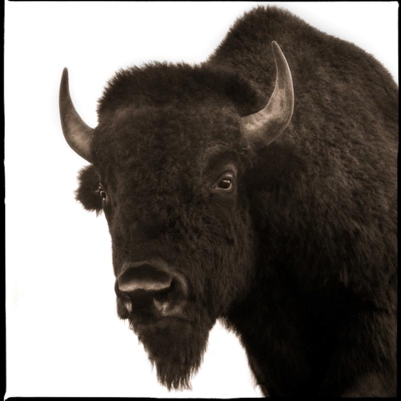 Bison II - Photograph by Nine Francois