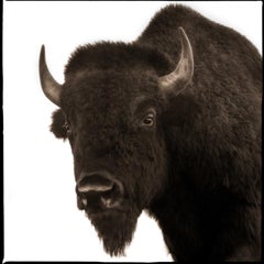 Bisonte II