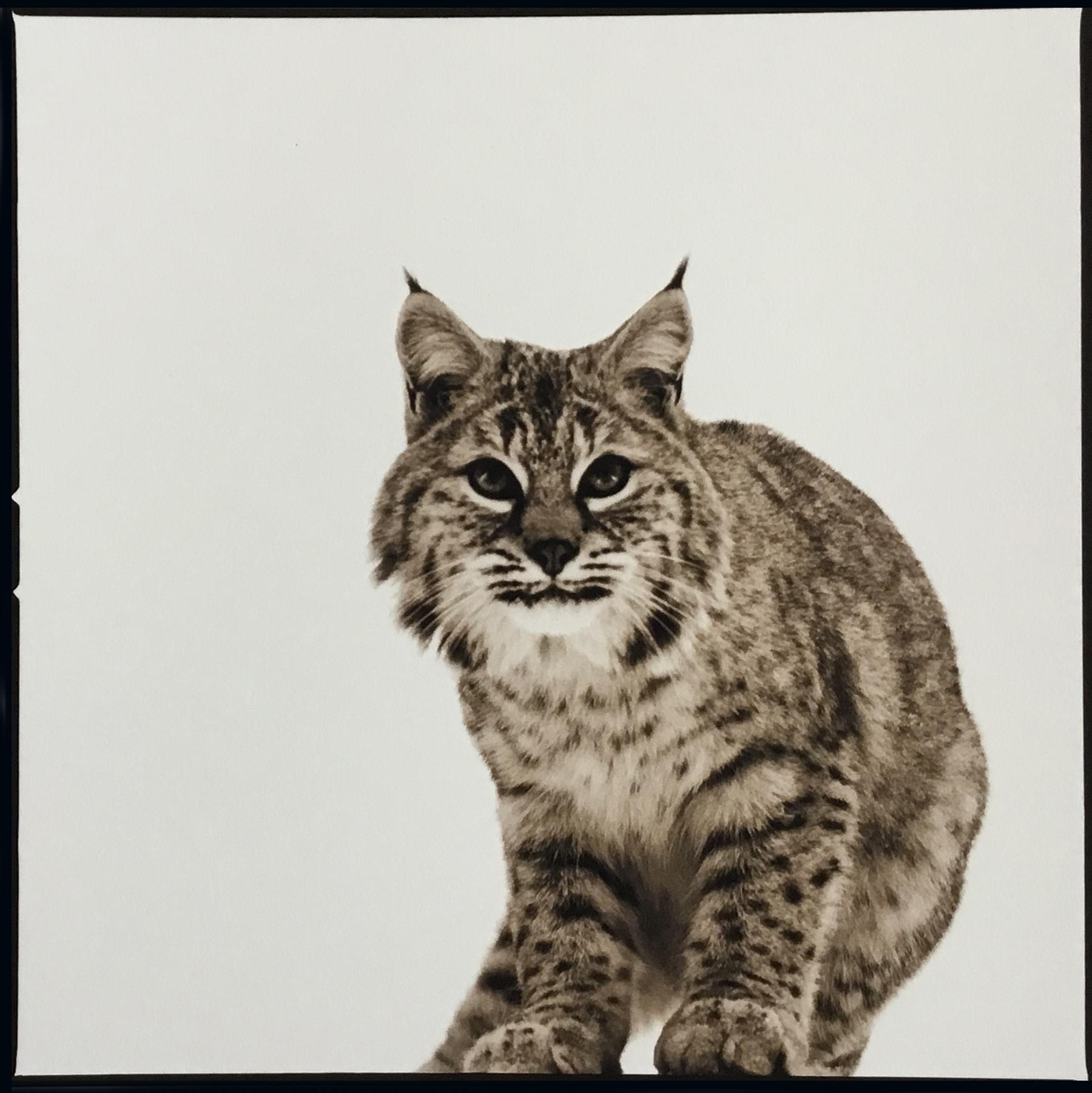Nine Francois Black and White Photograph - Bobcat II ed. 1/40