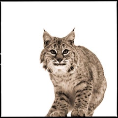 Bobcat II