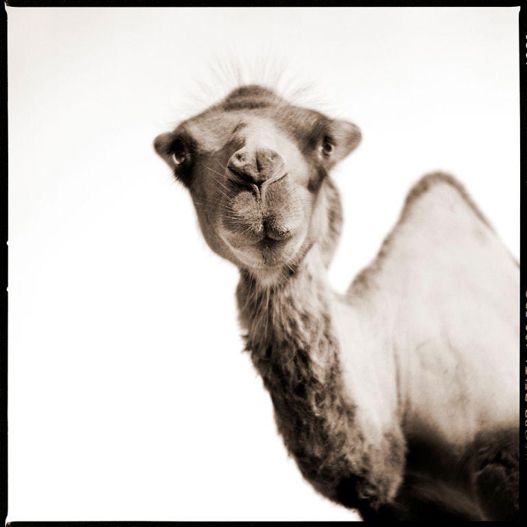 Nine Francois Black and White Photograph - Camel II