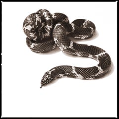 Serpiente rey oriental III