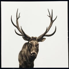 Elk I ed. 2/40