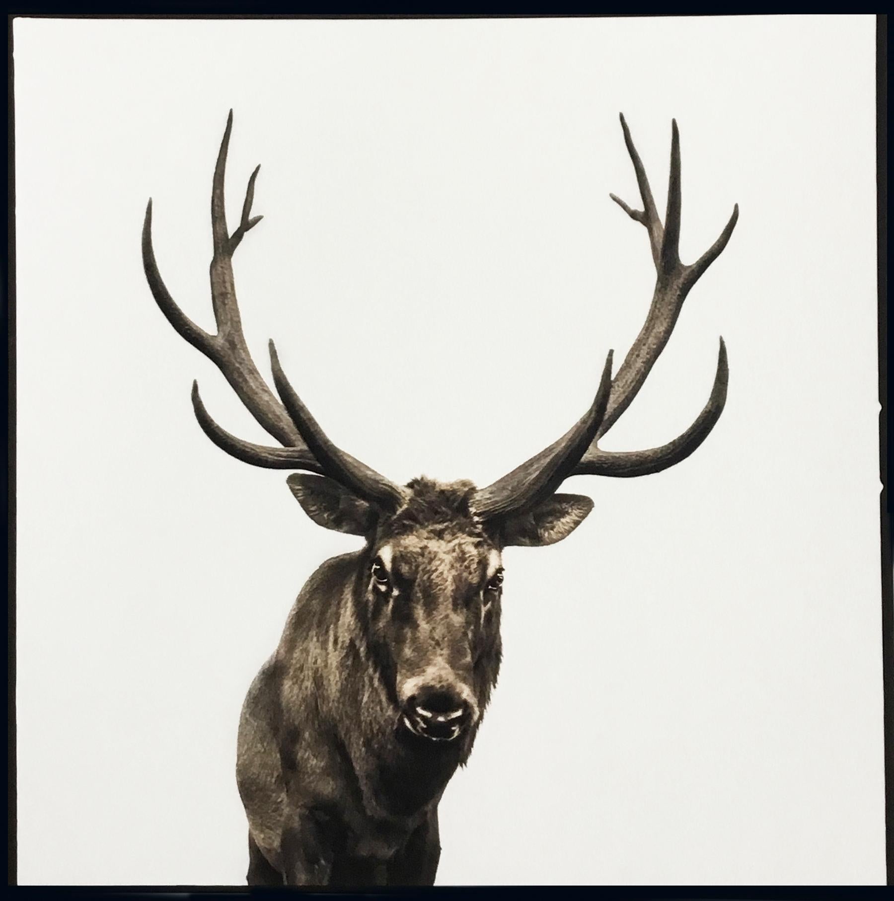 Nine Francois Black and White Photograph - Elk I ed. 1/50