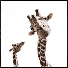 Giraffe II