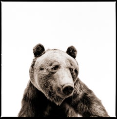 Grizzly II (3/20)