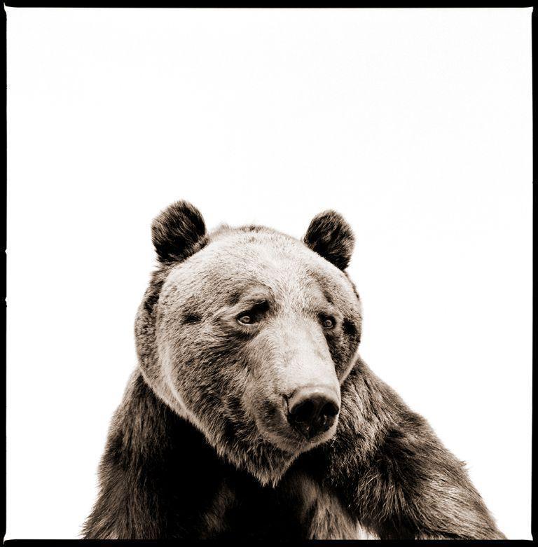 Nine Francois Black and White Photograph - Grizzly II