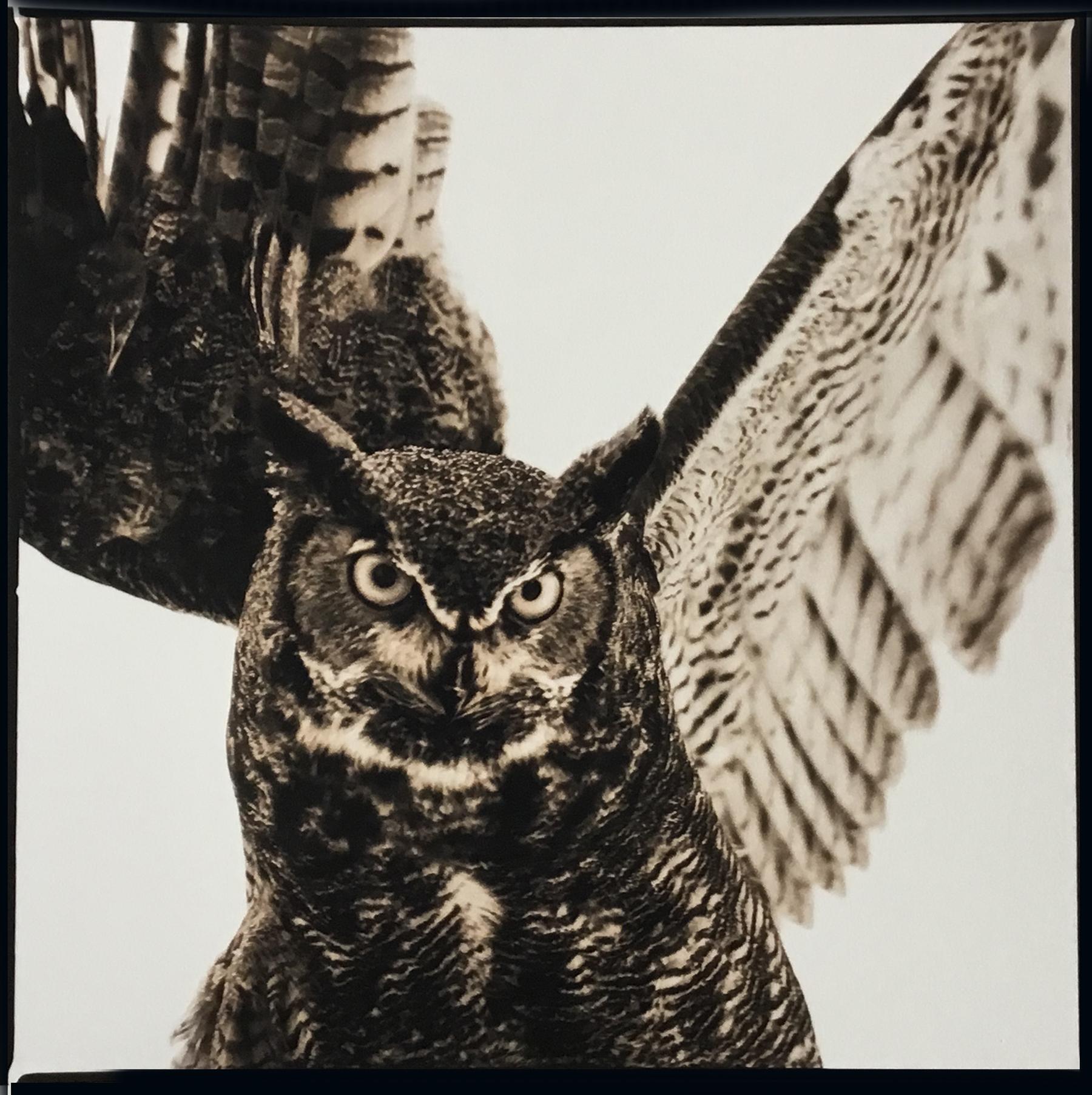 Owl VI, Great Horned ed. 1/20 - Photograph by Nine Francois