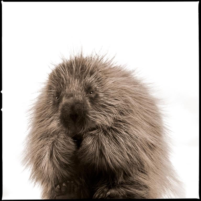 Nine Francois Black and White Photograph - Porcupine