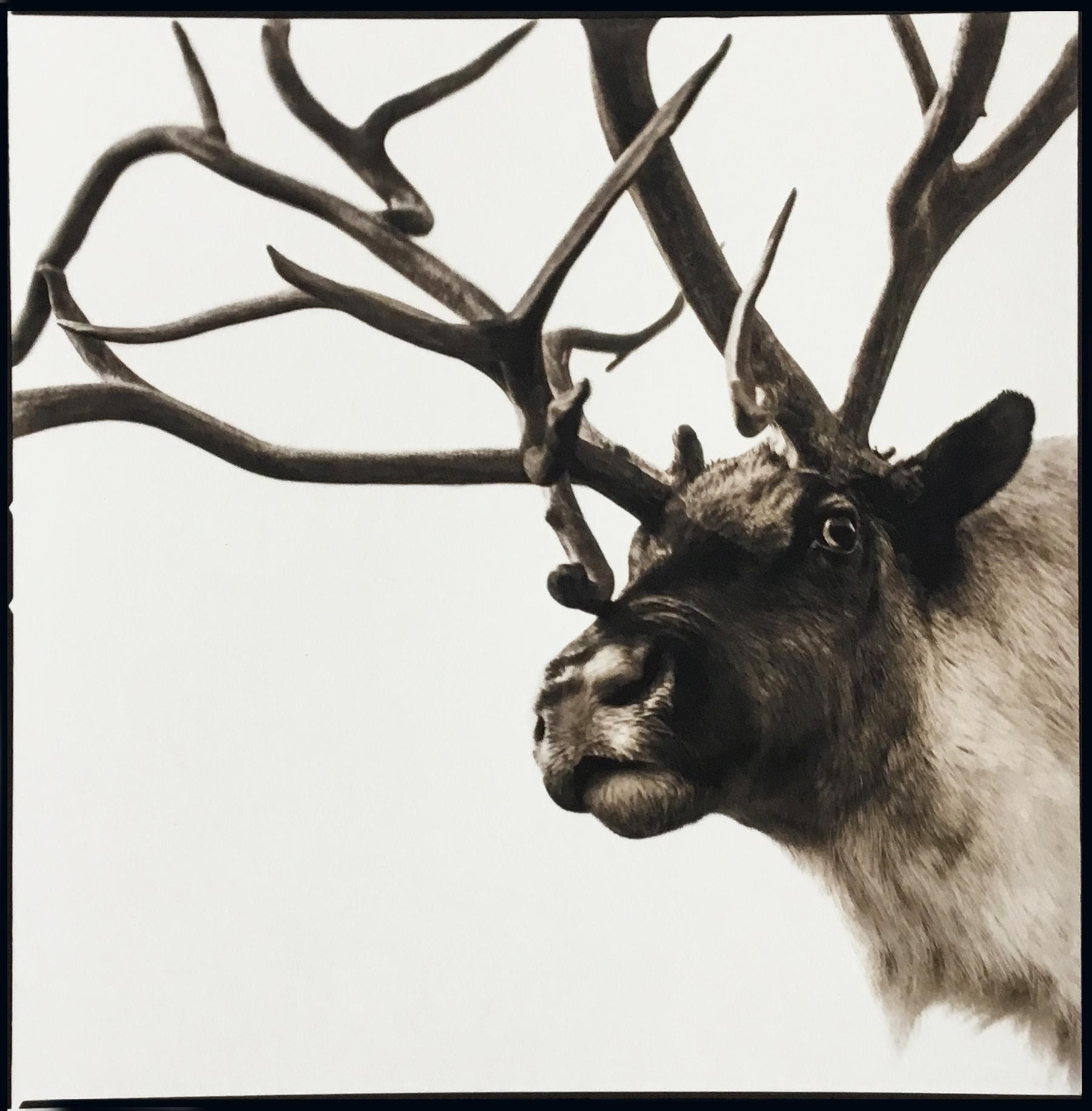 Black and White Photograph Nine Francois - Reindeer 1 ed. 1/50