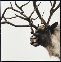 Reindeer 1, ed. 3/40