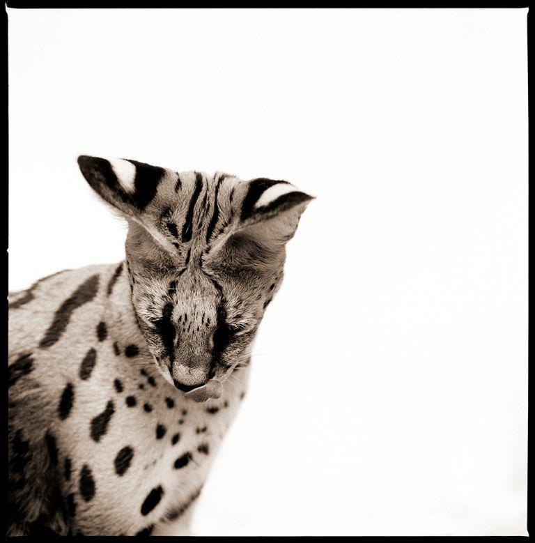 Serval II