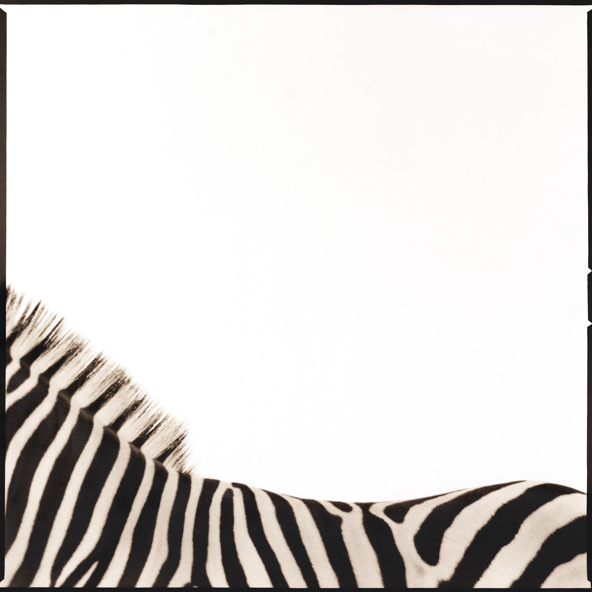 Zebra I (19/40) - Photograph by Nine Francois