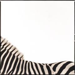 Zebra I (19/40)