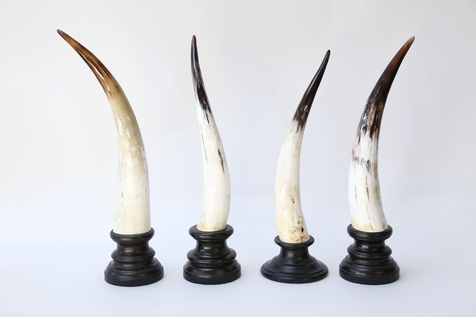 Eight horn sculptures, African Watusi (Bos taurus) horns mounted on turned ebonized stands. Measure: Height range between 20.5 inches to 27 inches and base diameters are 7.5 inches. Each sculpture sold individually for $795 each.