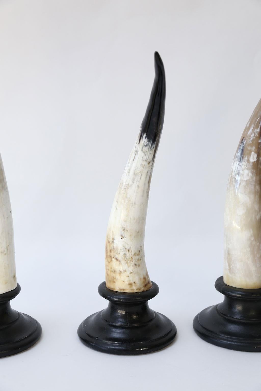 Eight Horn Sculptures For Sale 1