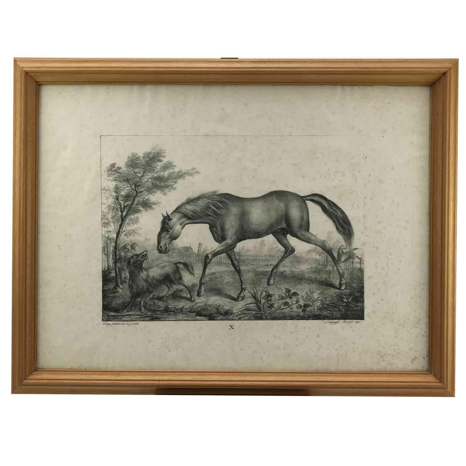 Set von neun Pferdebreeds-Lithographien von italienischer Giarre, 1822, Firenze  im Angebot 4