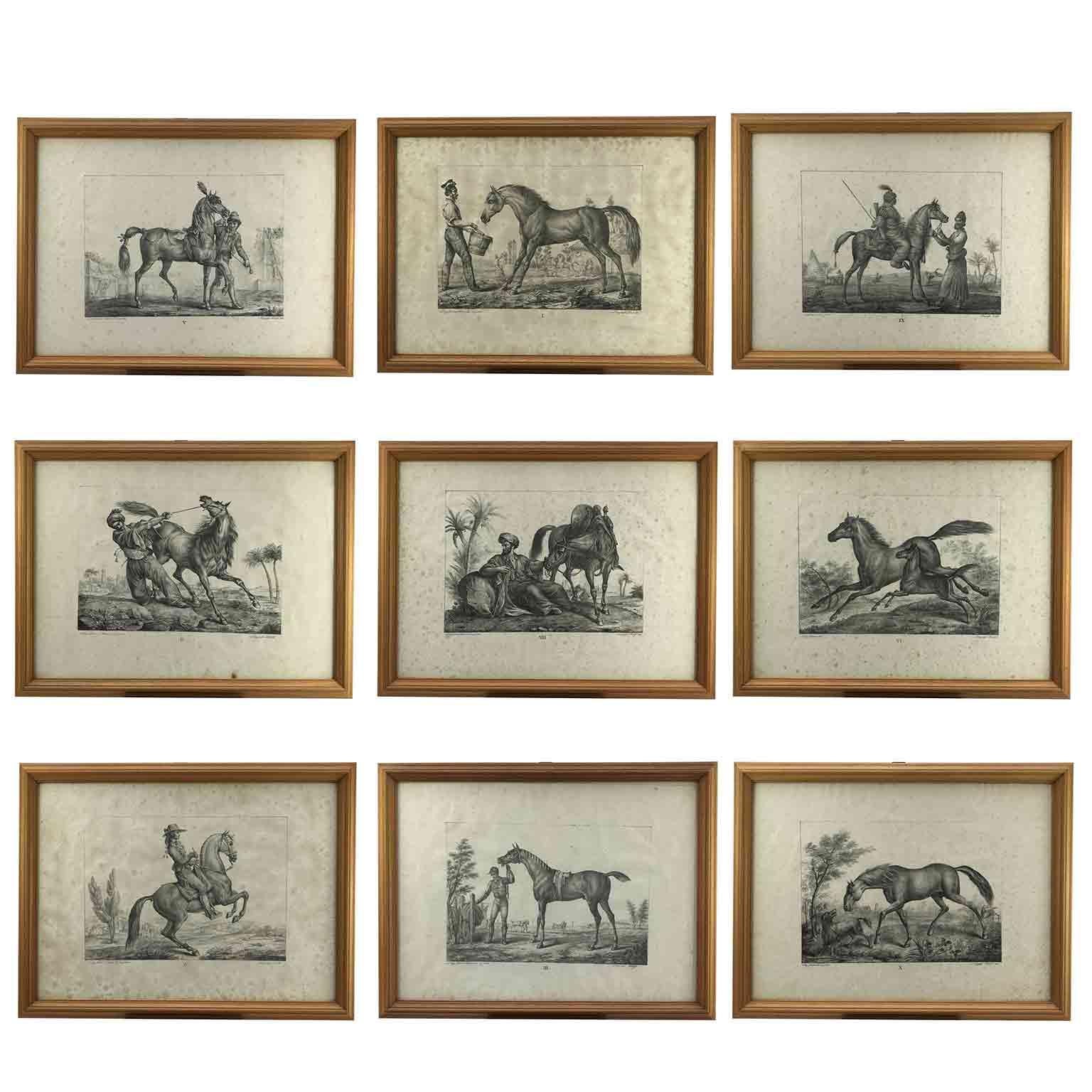 Set of Nine Horse Breeds Lithographs by Italian Giarre 1822 Firenze  For Sale 4
