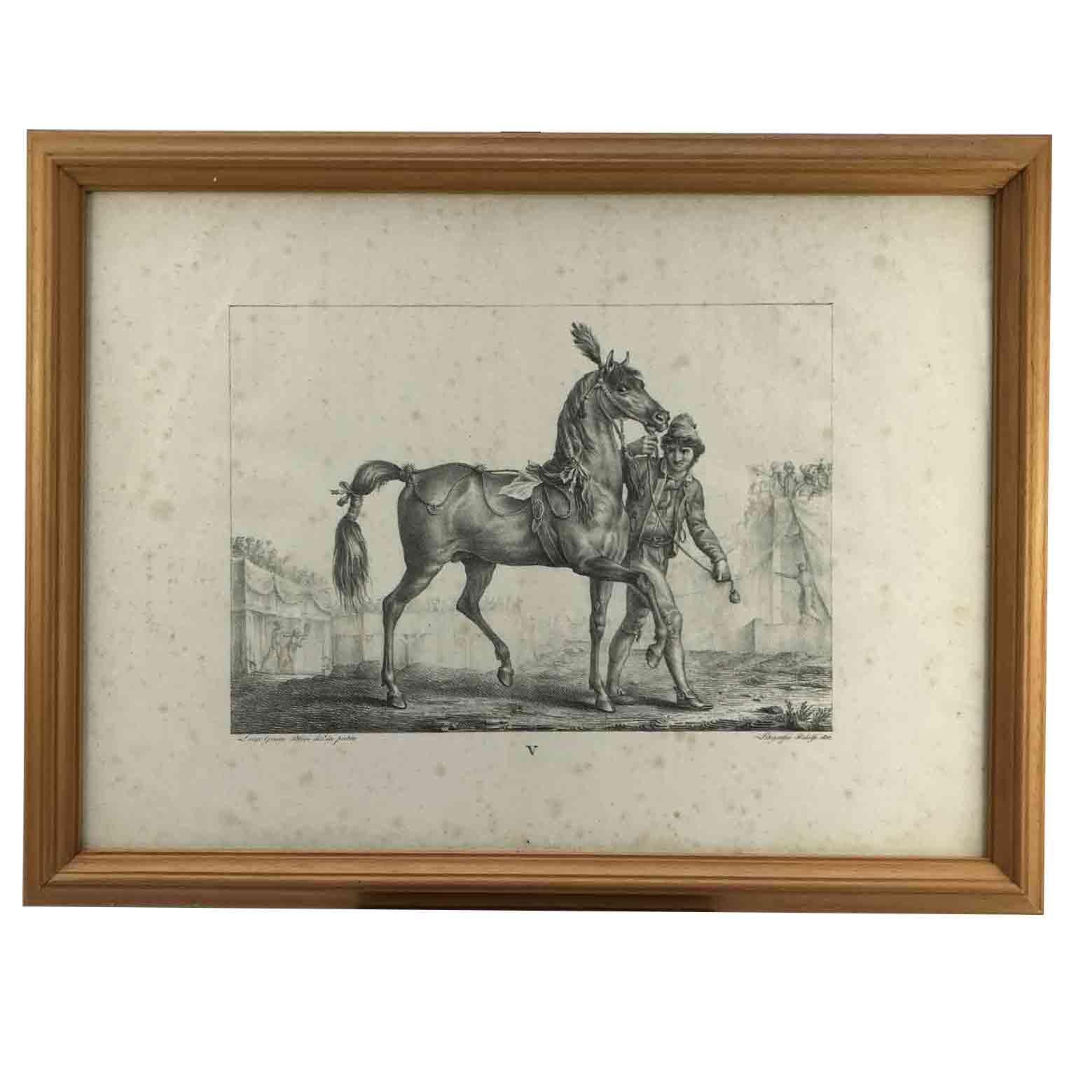 Set von neun Pferdebreeds-Lithographien von italienischer Giarre, 1822, Firenze  (Empire) im Angebot
