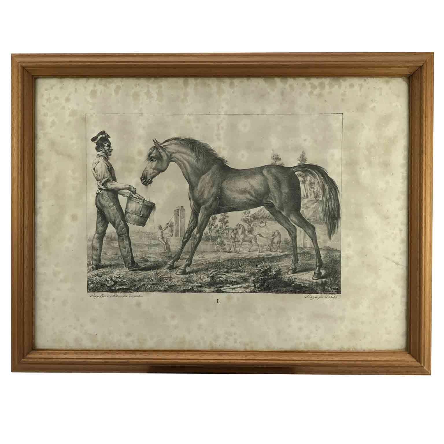 Set von neun Pferdebreeds-Lithographien von italienischer Giarre, 1822, Firenze  im Zustand „Gut“ im Angebot in Milan, IT