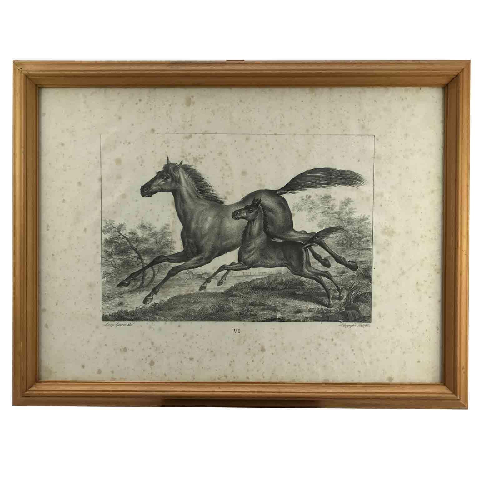 Wood Set of Nine Horse Breeds Lithographs by Italian Giarre 1822 Firenze  For Sale