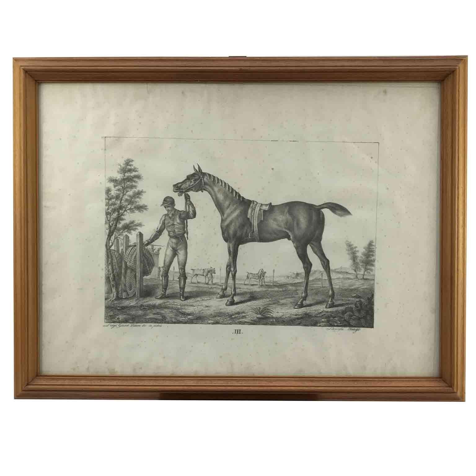 Set von neun Pferdebreeds-Lithographien von italienischer Giarre, 1822, Firenze  im Angebot 2