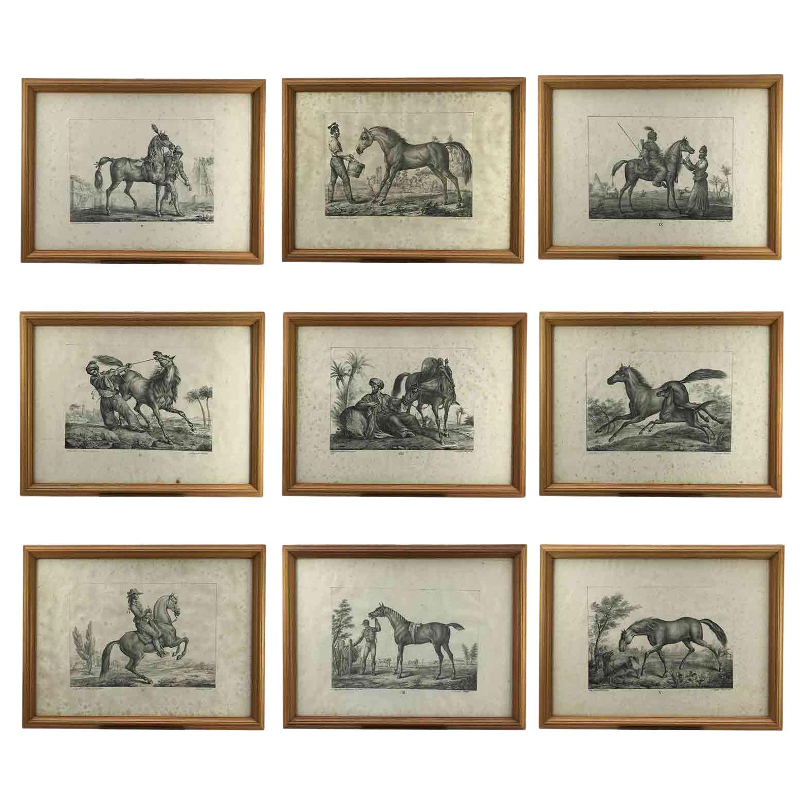 Set of Nine Horse Breeds Lithographs by Italian Giarre 1822 Firenze  For Sale
