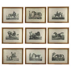 Set of Nine Horse Breeds Lithographs by Italian Giarre 1822 Firenze 