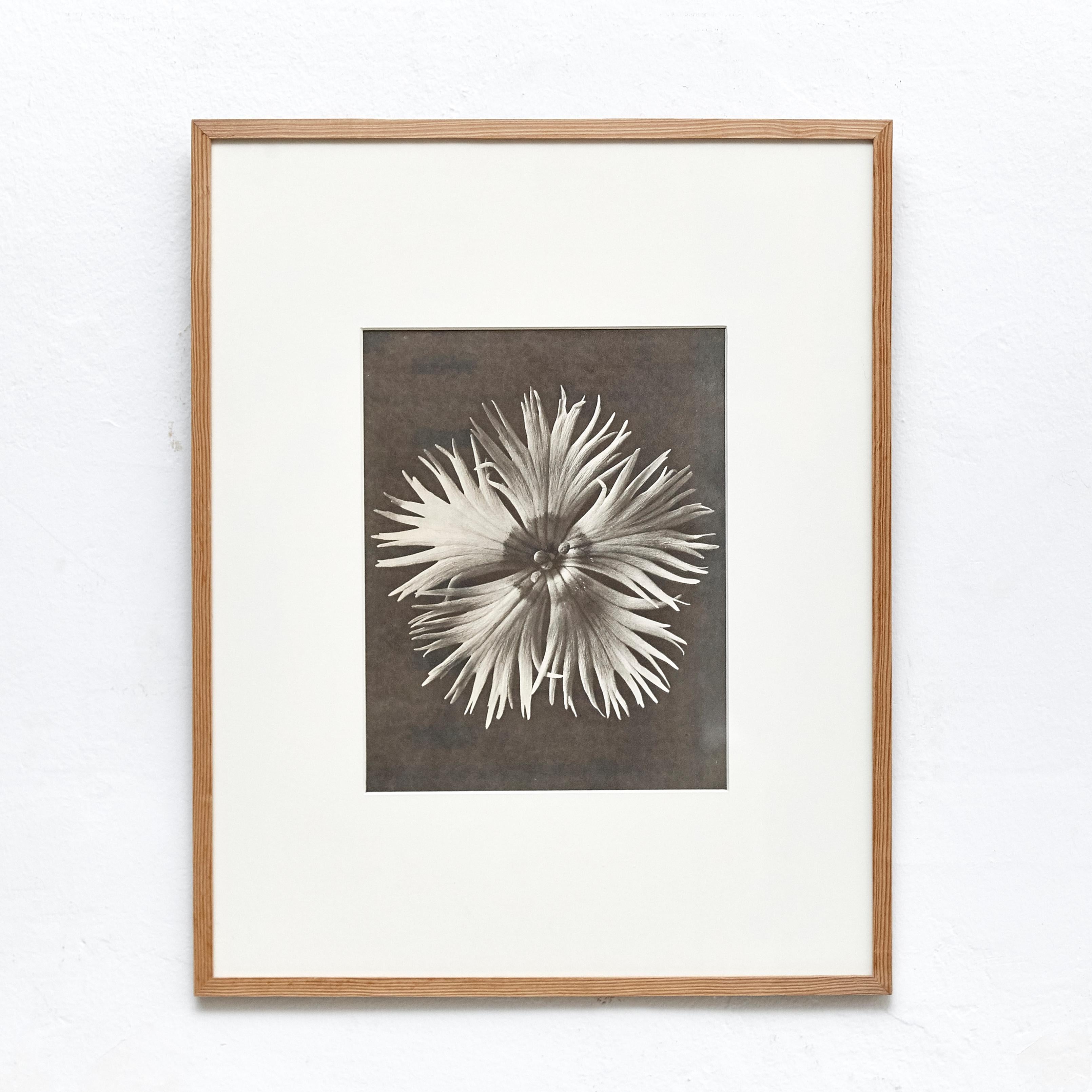 Nine Karl Blossfeldt Black White Flower Photogravure Botanic Photography, 1942 3