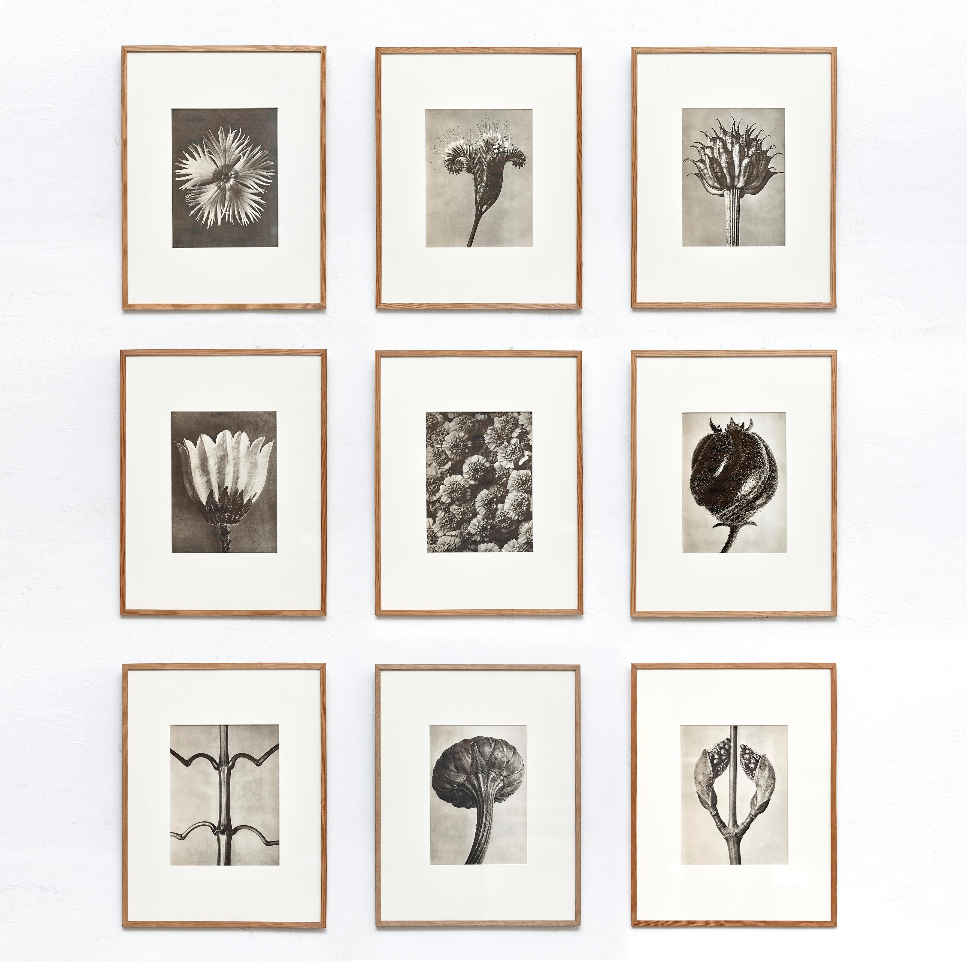 Nine Karl Blossfeldt Black White Flower Photogravure Botanic Photography, 1942 4