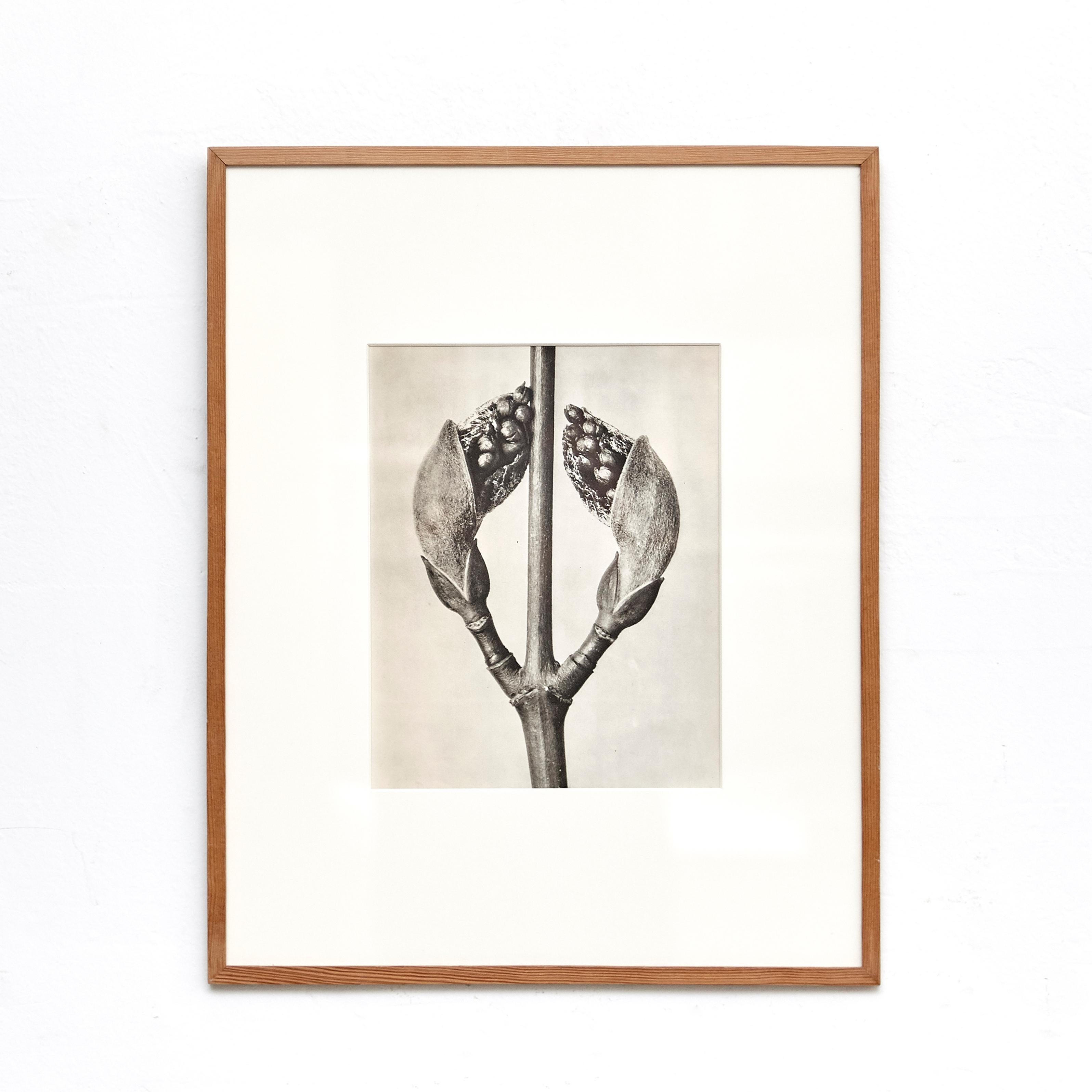 Set of Nine Karl Blossfeldt Photogravures from the edition of the book 'Wunder in der Natur' in 1942.

In original condition, with minor wear consistent with age and use, preserving a beautiful patina.

Karl Blossfeldt (June 13, 1865-December 9,