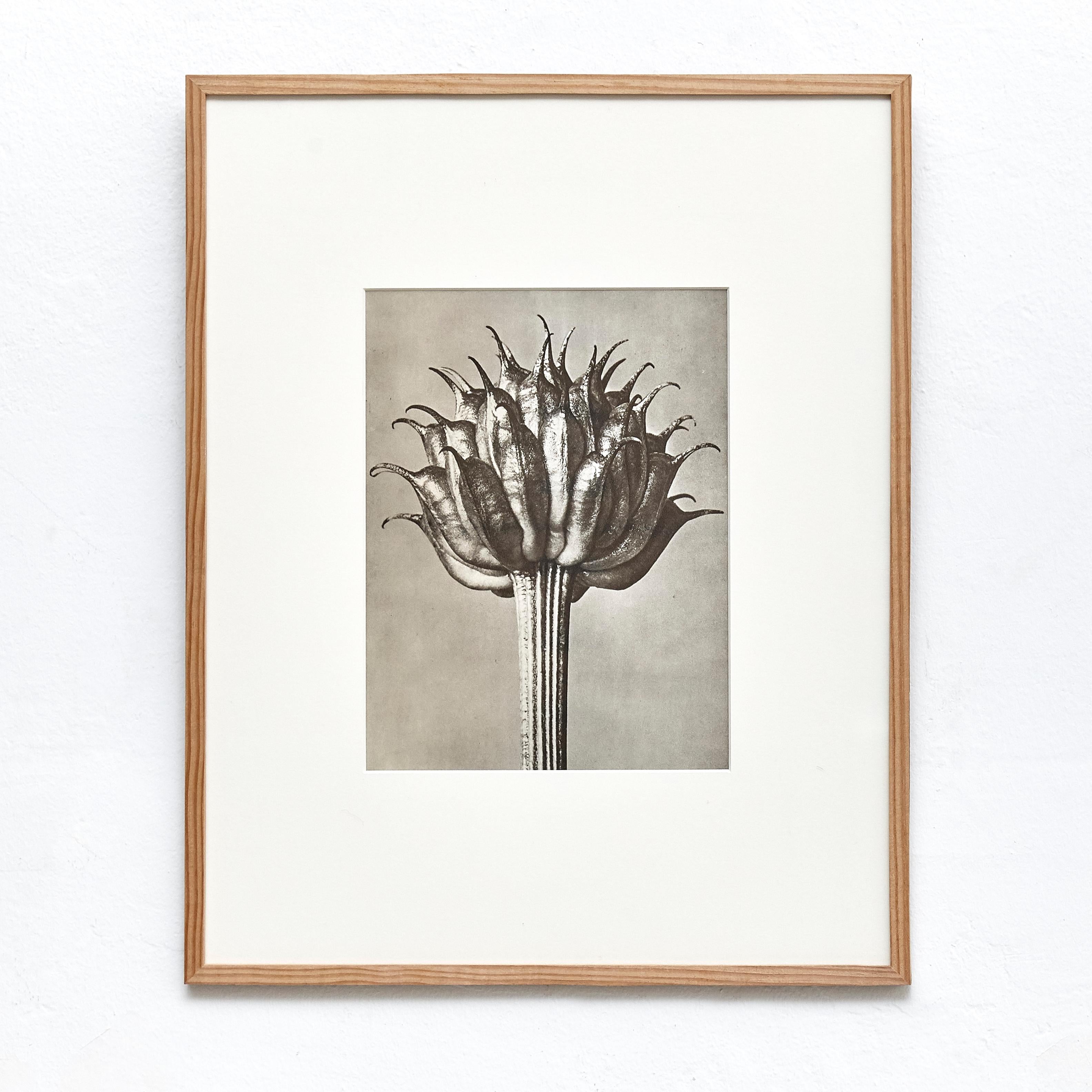 Nine Karl Blossfeldt Black White Flower Photogravure Botanic Photography, 1942 1