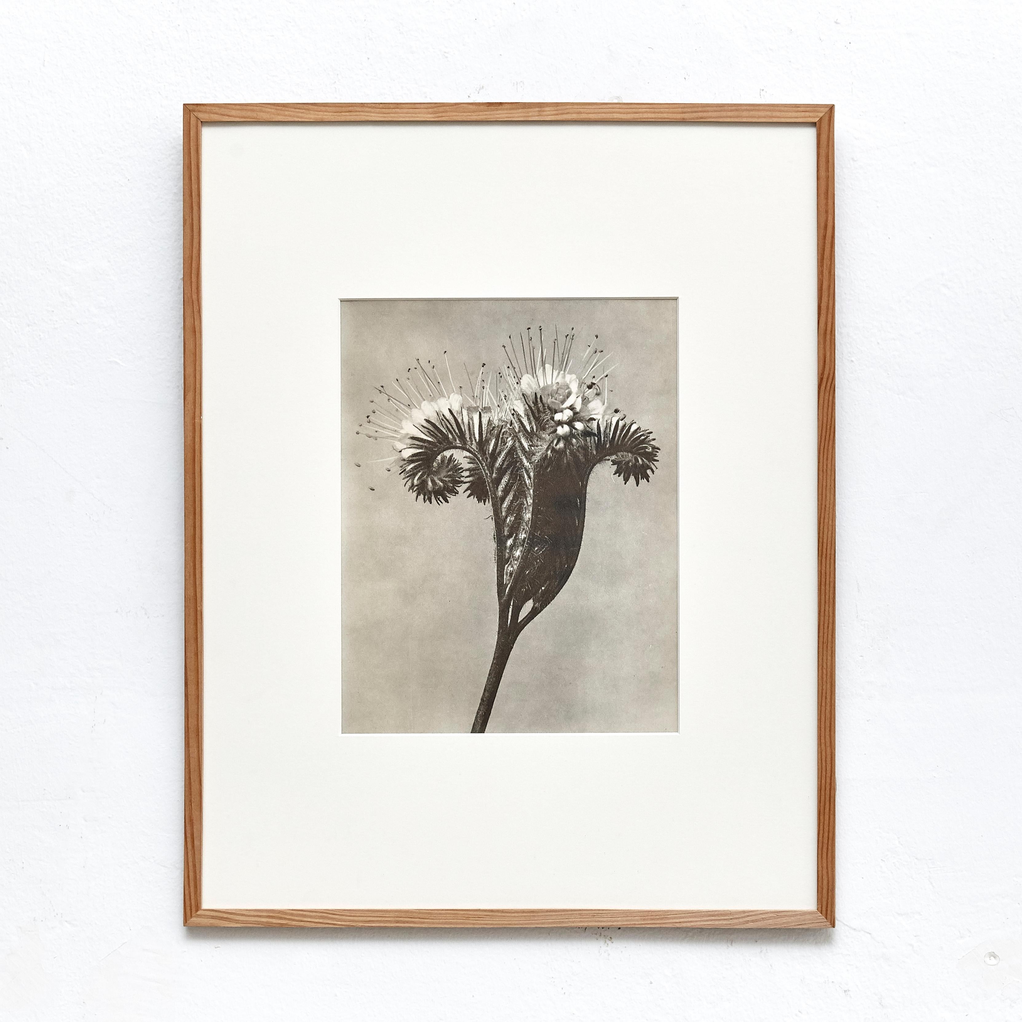 Nine Karl Blossfeldt Black White Flower Photogravure Botanic Photography, 1942 2