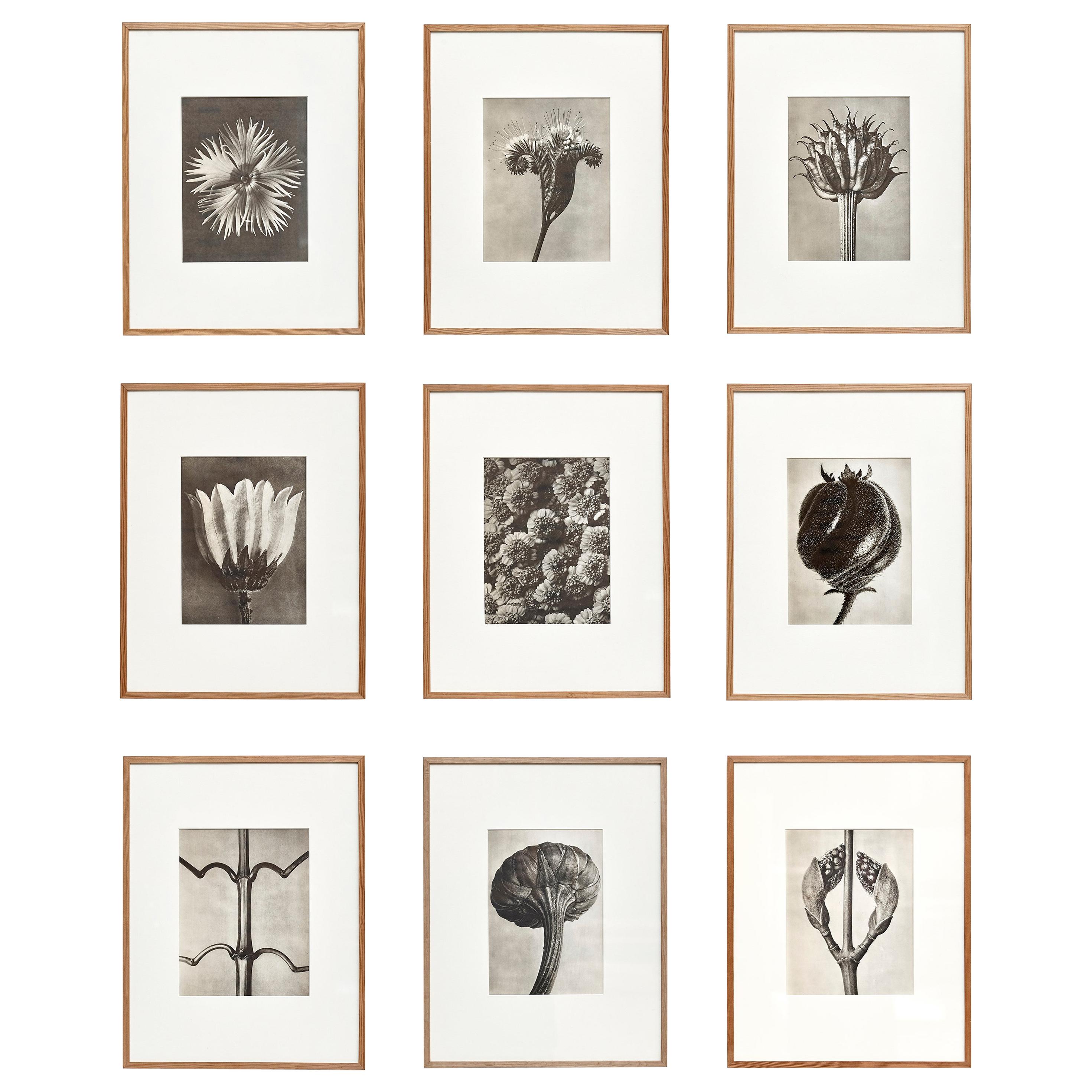 Nine Karl Blossfeldt Black White Flower Photogravure Botanic Photography, 1942