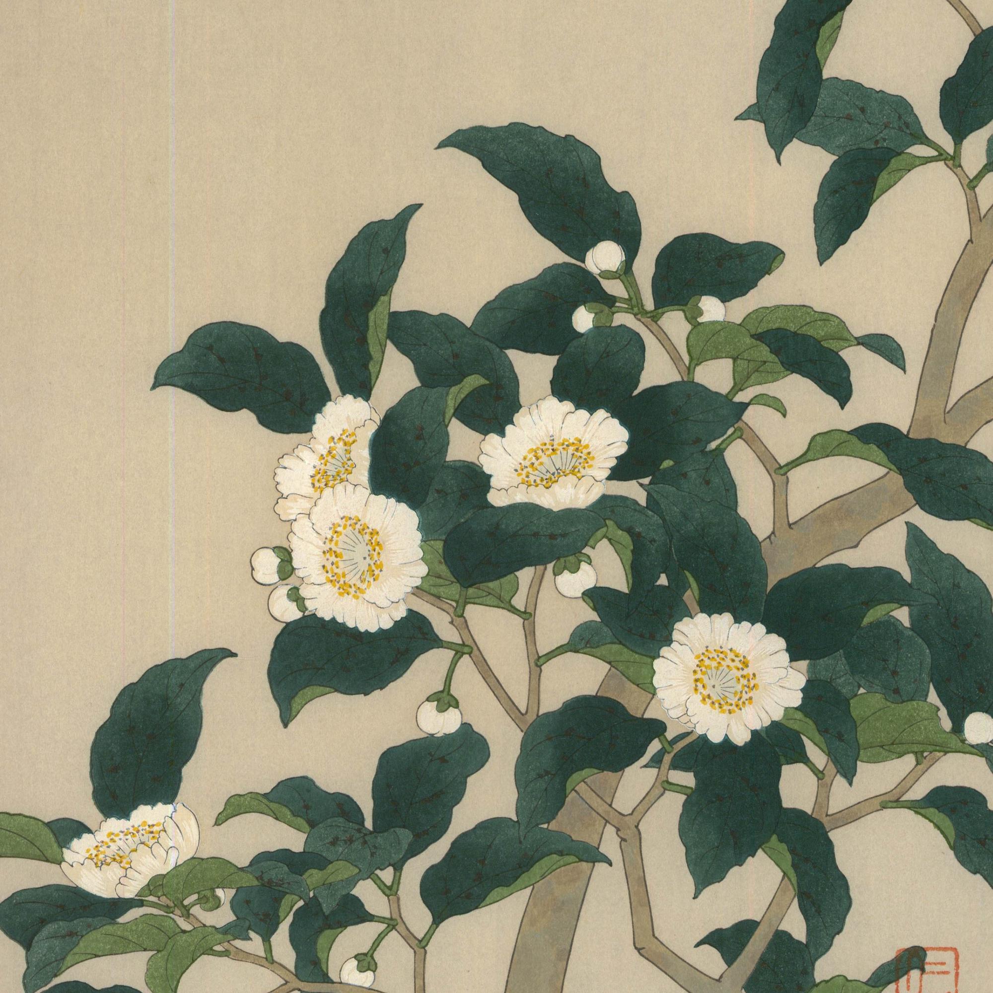 Nisaburo Ito (1910-1988) - xilografía japonesa de mediados del siglo XX, Flor del árbol del té en venta 2
