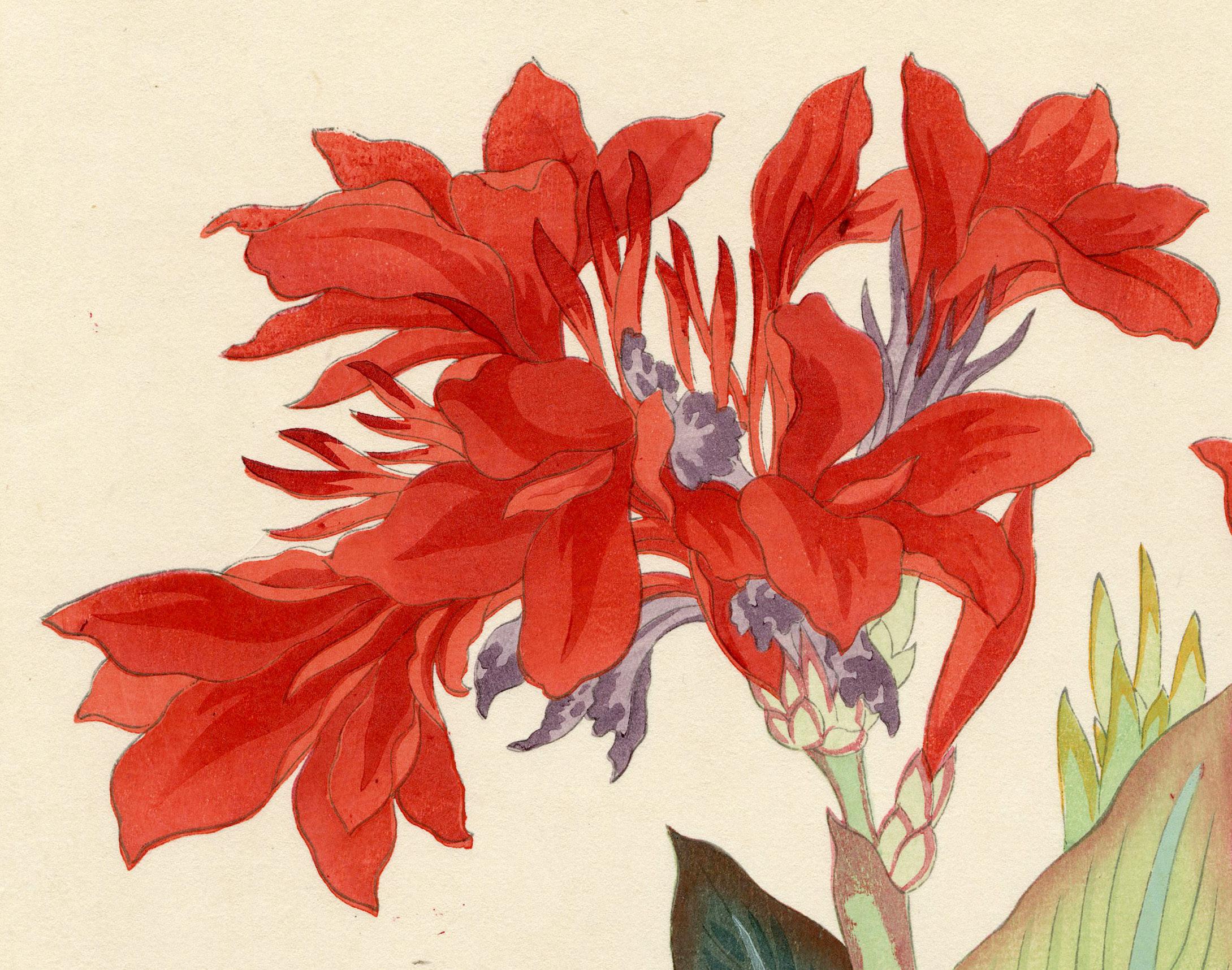 Canna Lily
Color woodcut, 1939
Unsigned (as usual)
Publisher: Takemura Hideo
(active Yokohama 1926-1939)
Format: oban
Condition: Excellent
Image/Sheet size: 15 5/8 x 11 inches
Provenance: Robert O. Muller

There is little biographical data available
