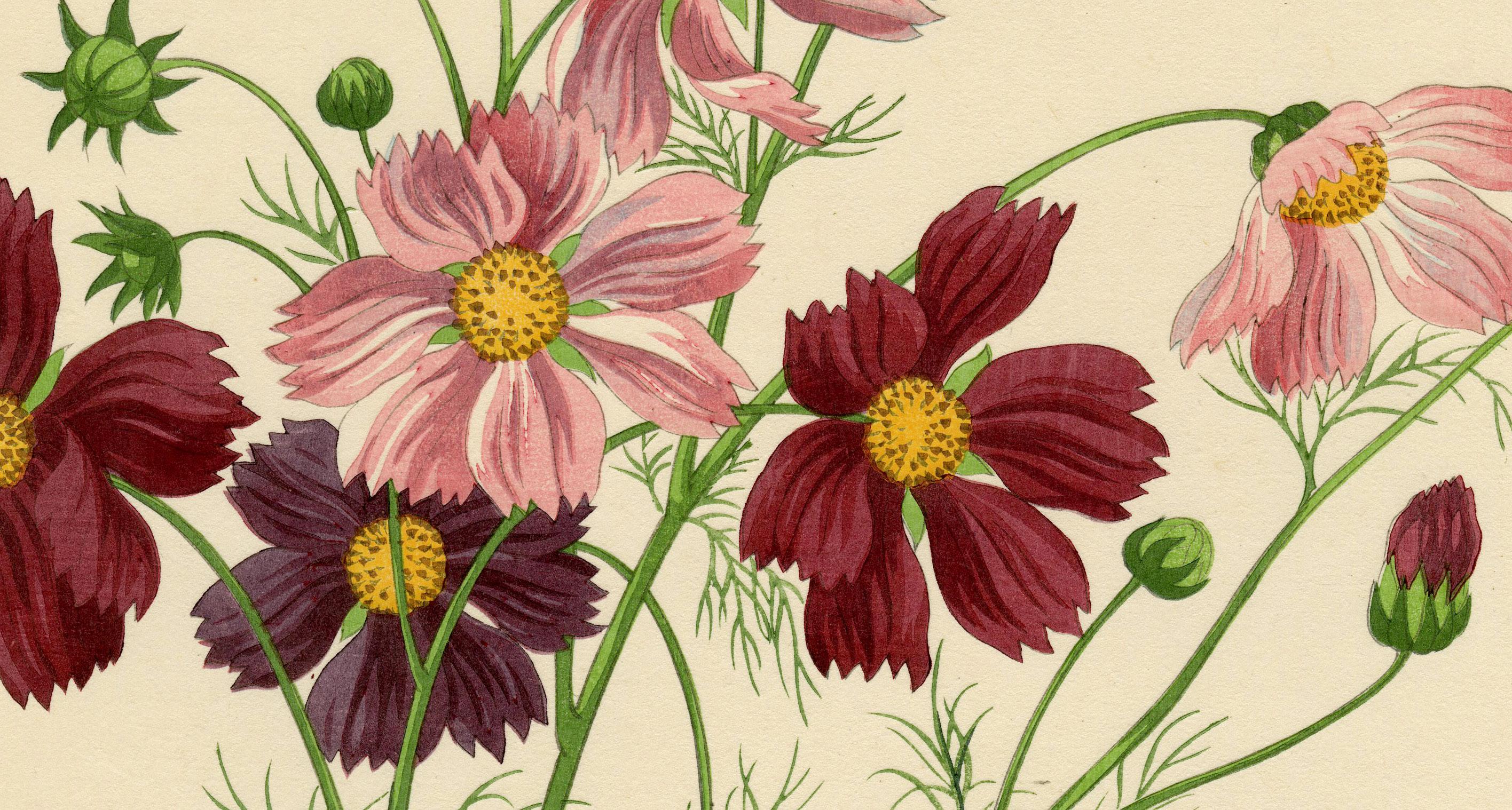 Cosmos - Print de Nishimura Hodo