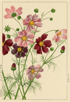 Cosmos