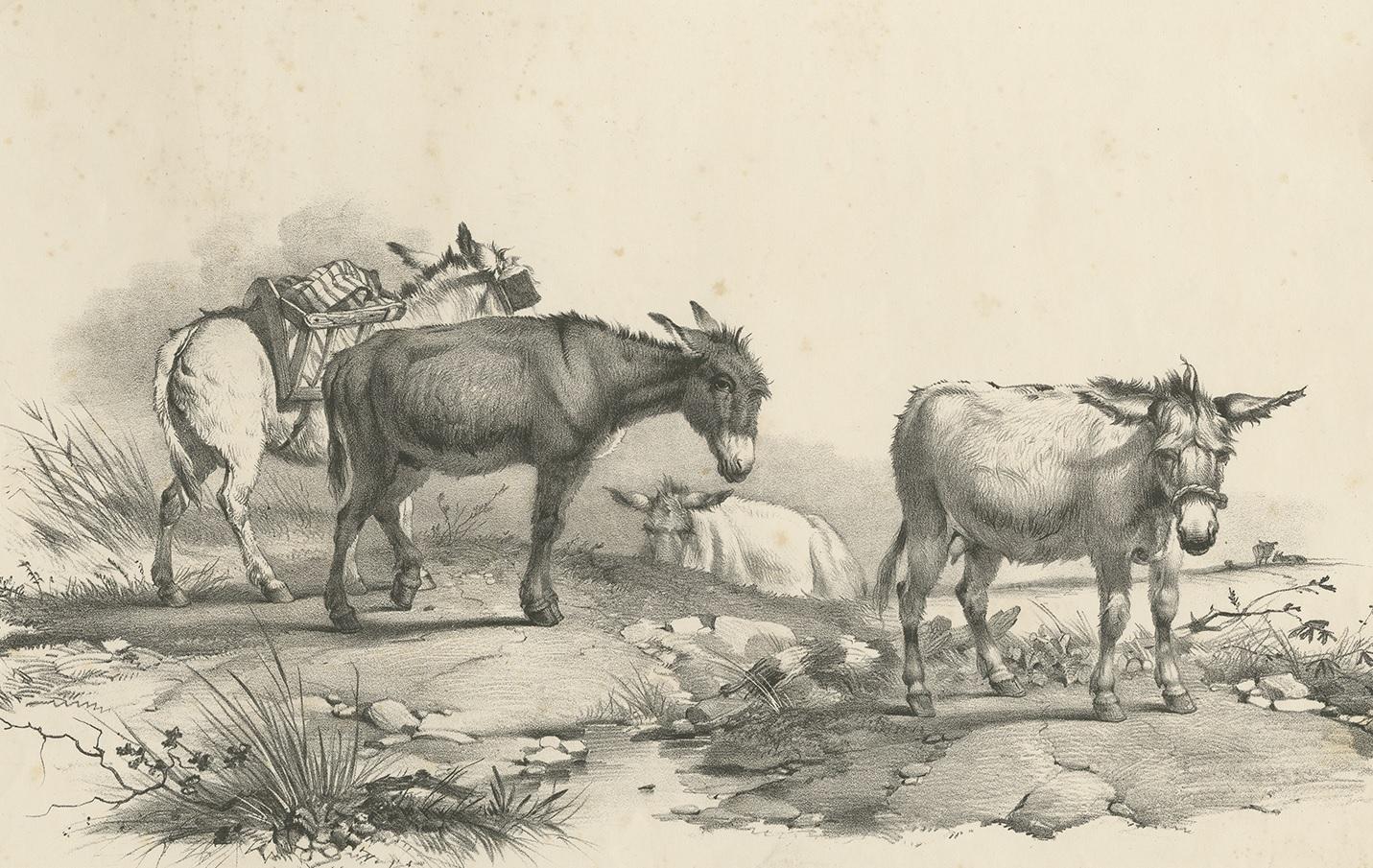 Antique print of various donkeys. This print originates from 'Cattle Subjects' by Thomas Sidney Cooper. He was an English landscape painter noted for his images of cattle and farm animals.