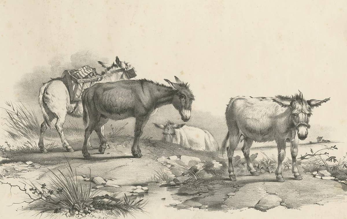 No. 10 Antique Print of Donkeys by Cooper, 1839