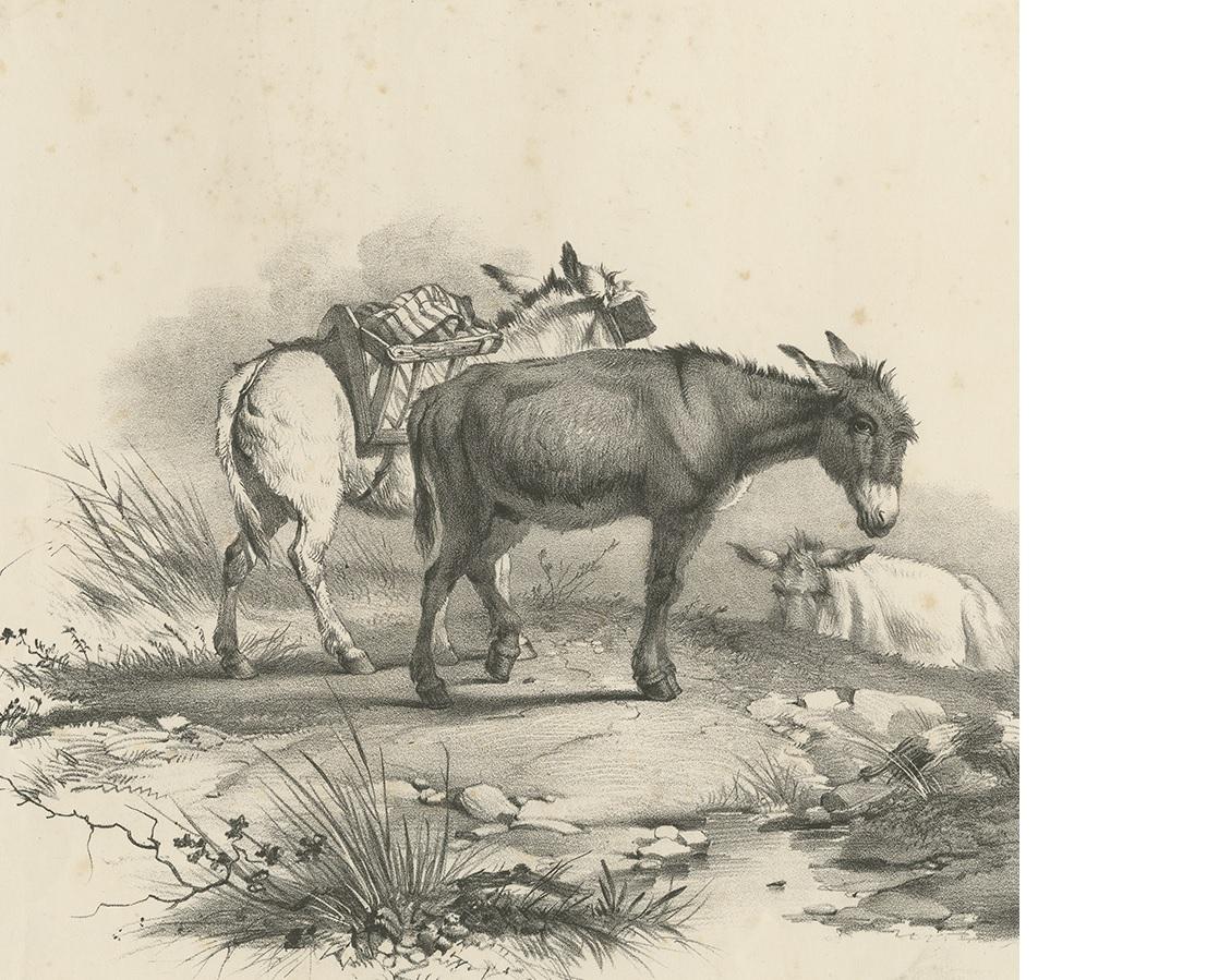 No. 10 Antique Print of Donkeys by Cooper In Good Condition For Sale In Langweer, NL