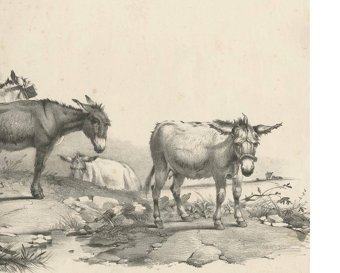 No. 10 Antique Print of Donkeys by Cooper, 1839