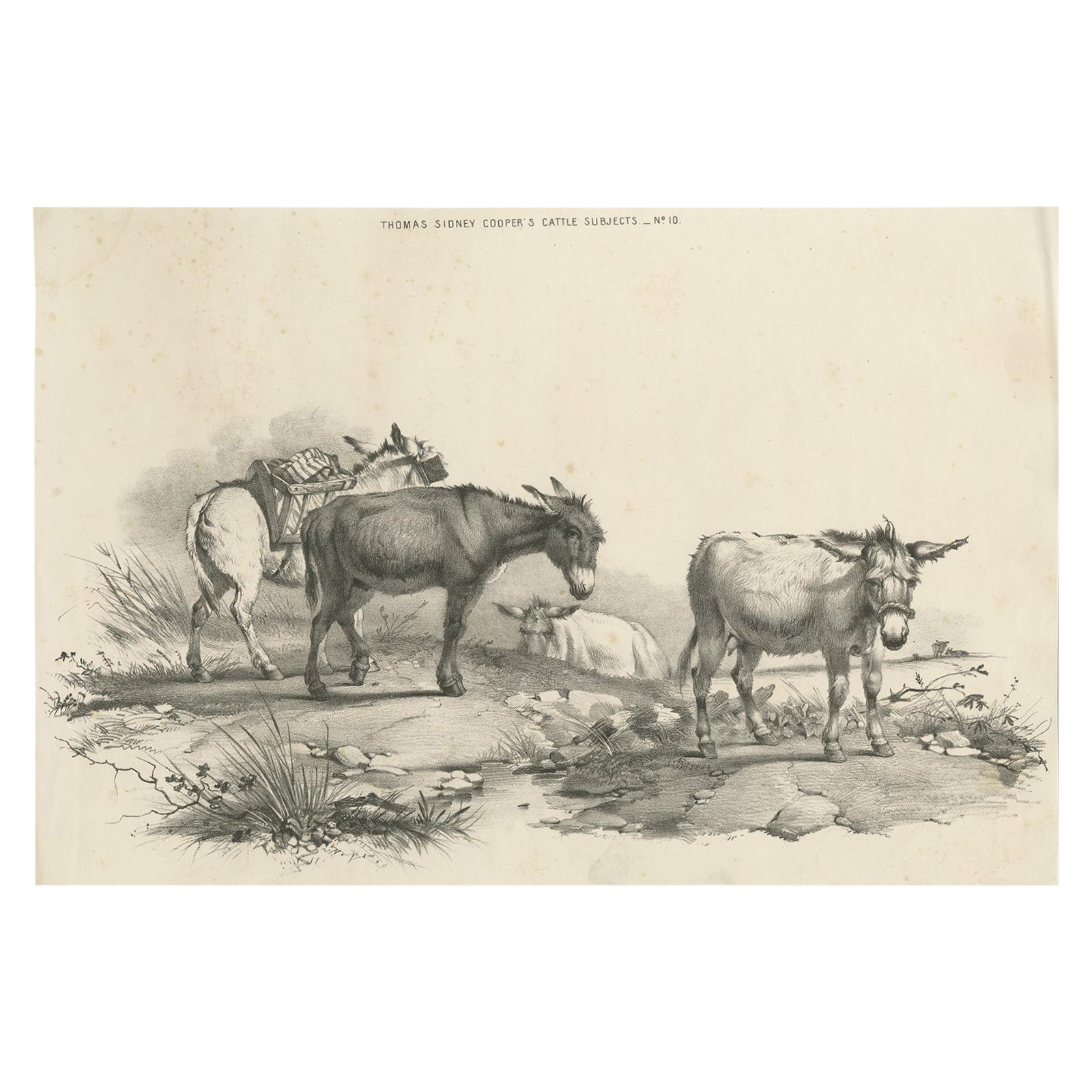 No. 10 Antique Print of Donkeys by Cooper For Sale