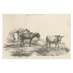 No. 10 Antique Print of Donkeys by Cooper