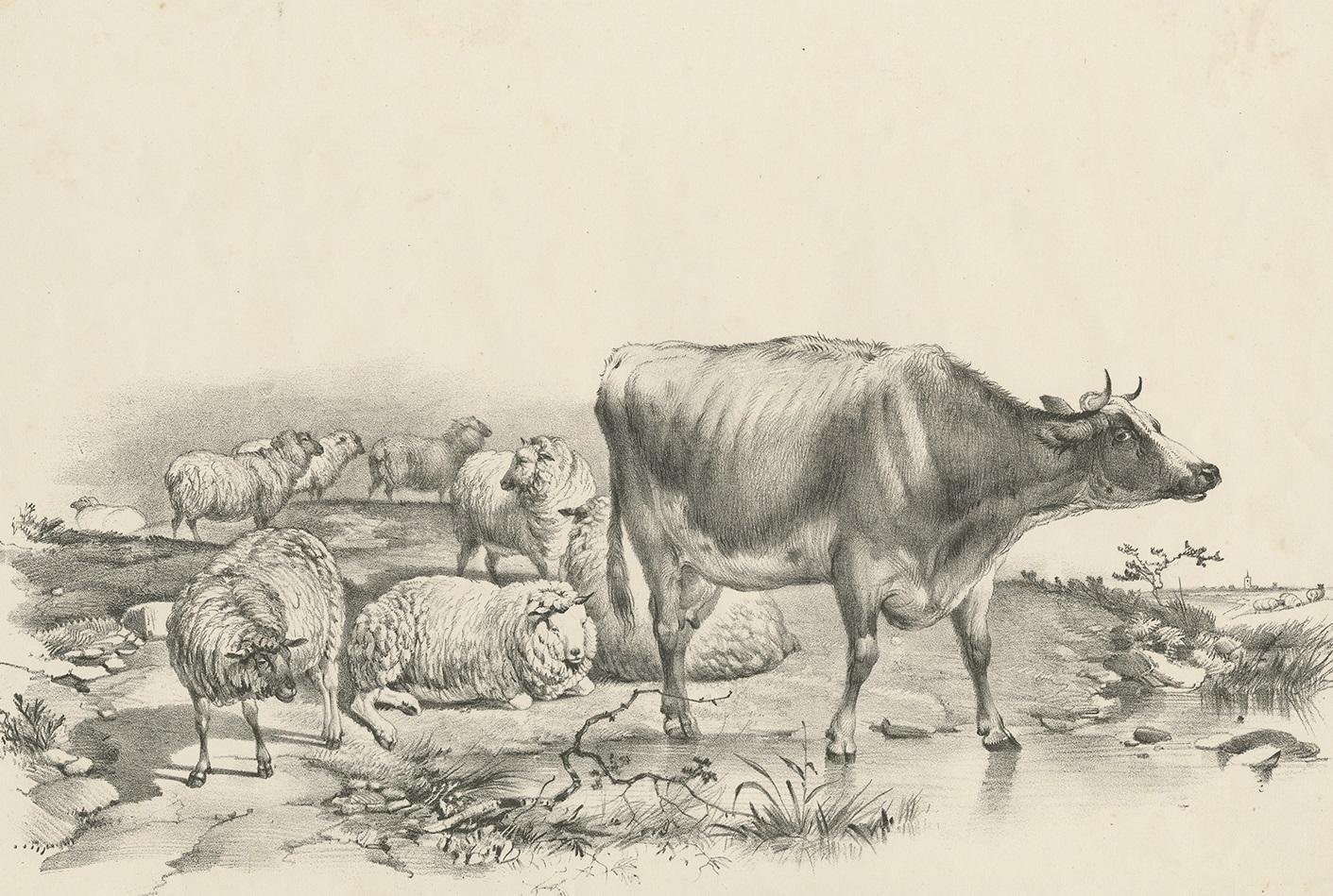 Antique print of various sheep and a cow. This print originates from 'Cattle Subjects' by Thomas Sidney Cooper. He was an English landscape painter noted for his images of cattle and farm animals.