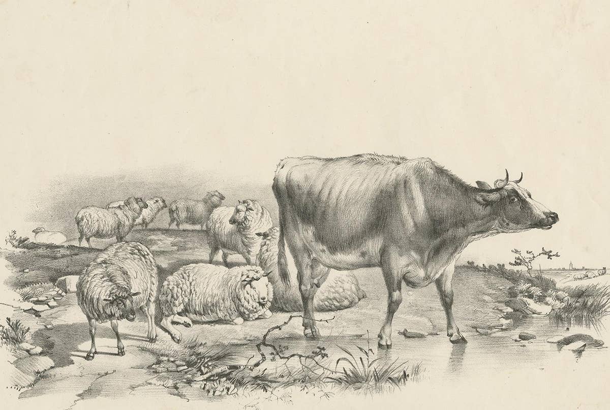 No. 11 Antique Print of Sheep and a Cow by Cooper '1839'