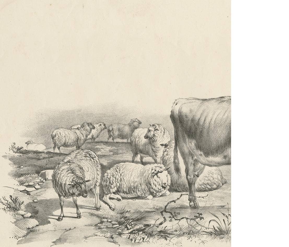 No. 11 Antique Print of Sheep and a Cow by Cooper '1839'