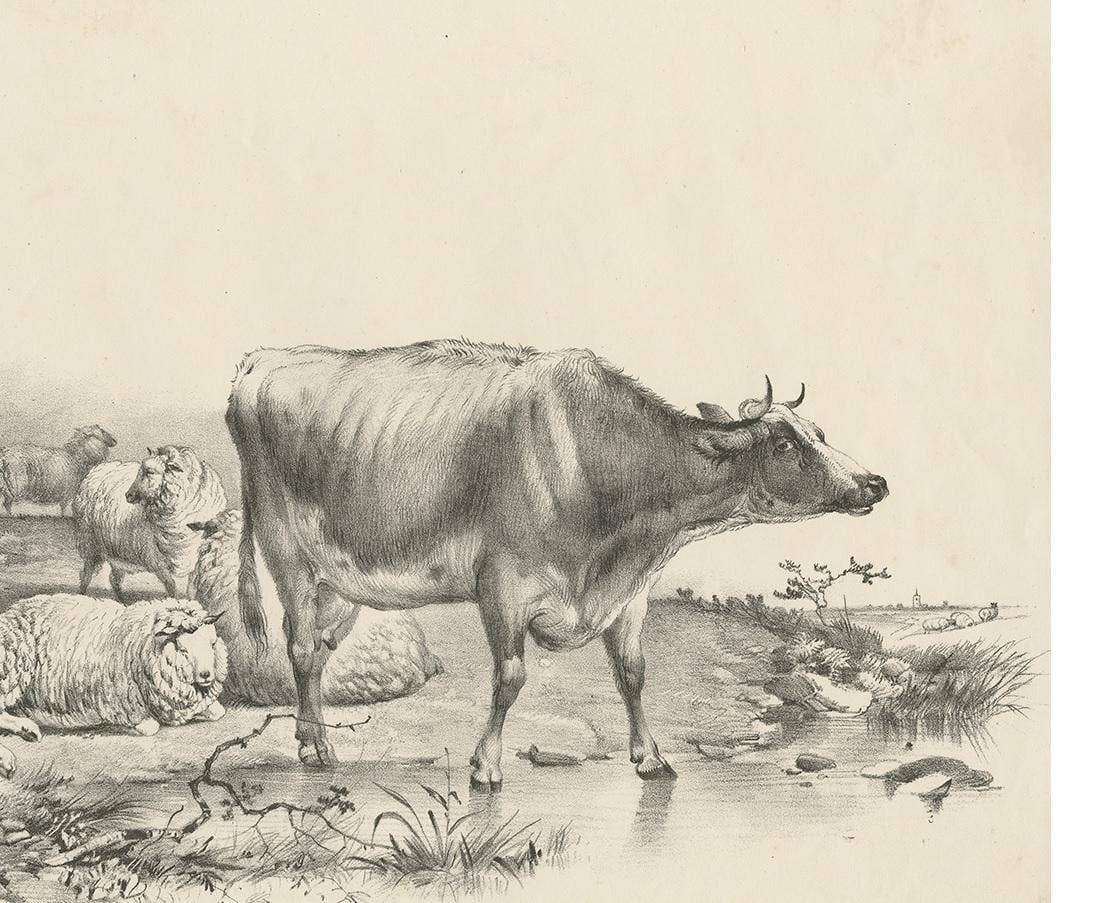 No. 11 Antique Print of Sheep and a Cow by Cooper '1839'
