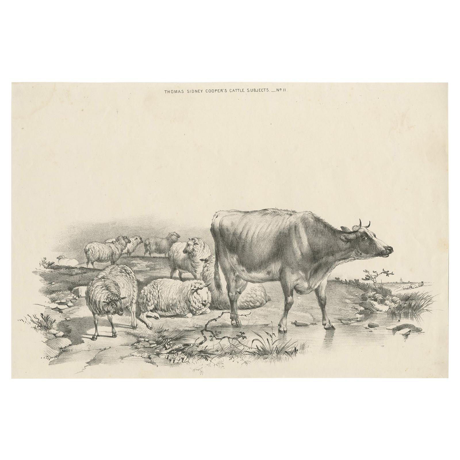 No. 11 Antique Print of Sheep and a Cow by Cooper '1839' For Sale