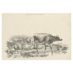 N. 11 Stampa antica di pecore e mucche di Cooper del 1839